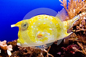 Cowfish