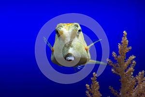 Cowfish under water