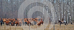 Cowgirl hearding cows in Alberta Canada