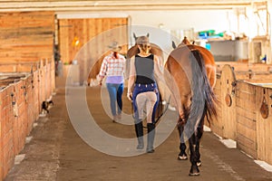 Cowgirl and jockey walking with horses in stable