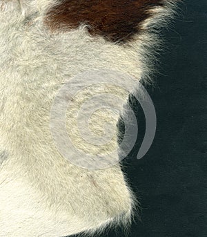 Cowhide