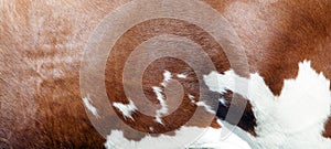 abstract red and white pattern on side of cow