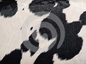 Cowhide hair cow skin black and white background