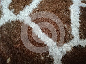 Cowhide leather colored texture