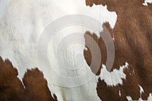 Cowhide on side of red and white cow
