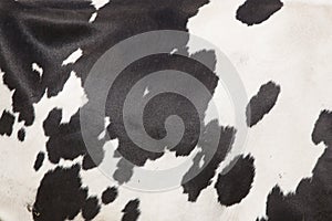 Cowhide on side of red and white cow