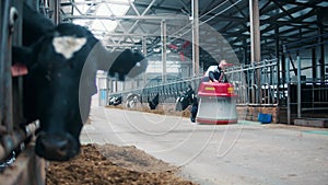 Cowhouse with a farmworker operating an automated feed pusher