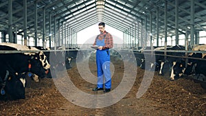 Cowhouse with a male employee and many cows