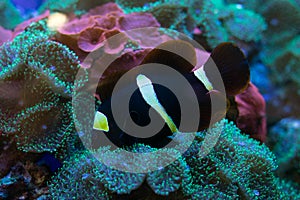 Cown fish or anemonefish in aquarium on background of green and red algae of aquarium photo