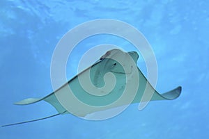 Cownose Ray