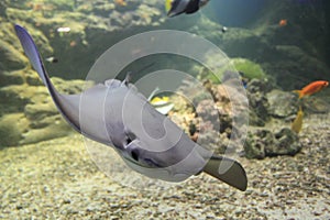 Cownose ray