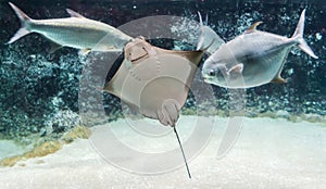 Cownose ray Rhinoptera bonasus swimming among fishes. Cownose rays have barb at the tail and weak venom to defend from the photo