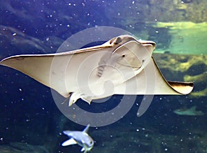 Cownose Ray photo