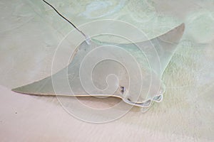 Cownose Ray