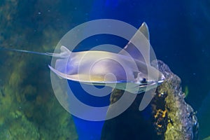 Cownose ray swimming in the water, family of the eagle rays, tropical fish from the atlantic ocean