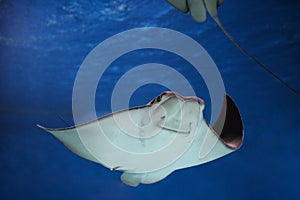 cownose ray swimming in the water, fish underwater in the aquarium