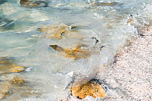 Cownose rays swimming in shallows in the Gulf of Mexico