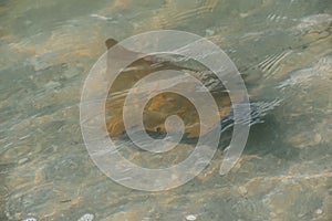 Cownose rays swimming in shallows in the Gulf of Mexico