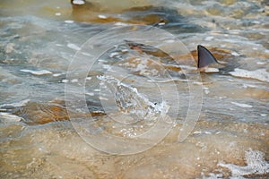 Cownose rays swimming in shallows in the Gulf of Mexico