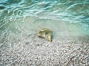 Cownose rays swimming in shallows in the Gulf of Mexico