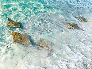 Cownose rays swimming in shallows in the Gulf of Mexico