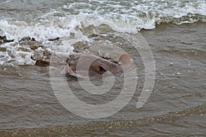 Cownose sting ray near shore