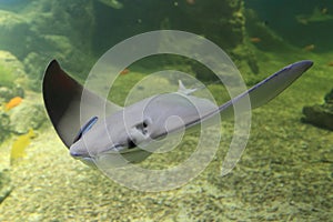 Cownose stingray