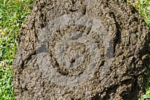 Cowpat cow droppings