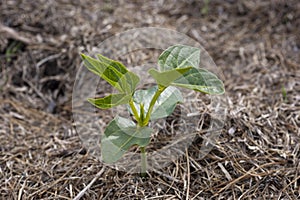 A cowpea seedling with its first true leaves photo