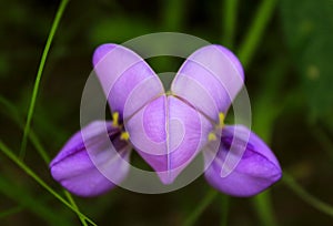 The cowpea, Vigna unguiculata, flowers