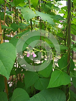 Cowpeas plant