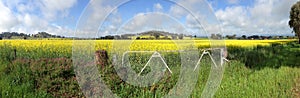 Cowra Canola Field Panorama