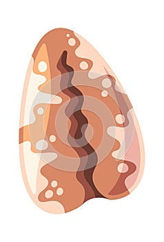 Cowrie seashell aquatic decorative pattern