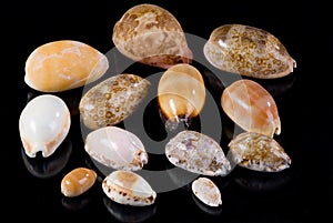 Cowrie Seashells