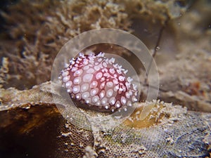 Cowrie shell