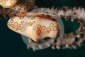 Cowrie shell