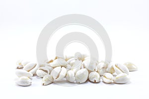 Cowrie shell