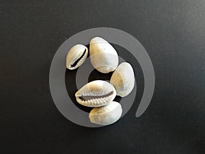 The cowrie is the shell. It is most abundant in the Indian Ocean