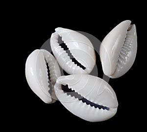 Cowrie shells