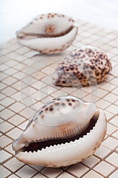 Cowrie Shells