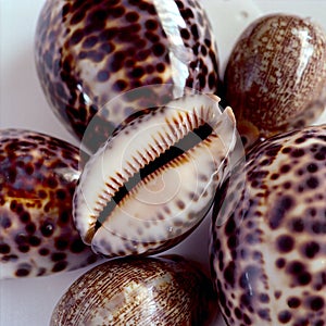 Cowries