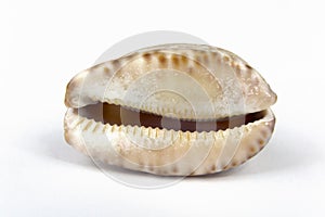 Cowry