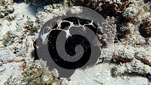 Cowry on Coral reef of indonesia north of gili trawangan and gili air lombok bali