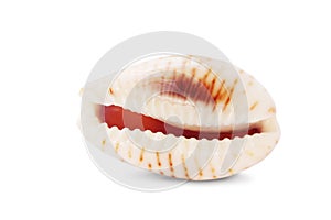 Cowry or cowrie mollusk shell on white