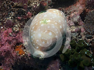 Cowry - Mauritia arabica