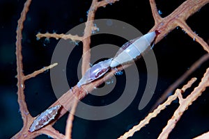 Cowry Neosimna spelta Mediterranean Sea