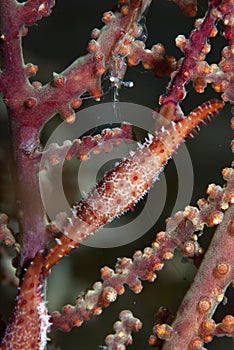 Cowry Pnenacovolva birostris