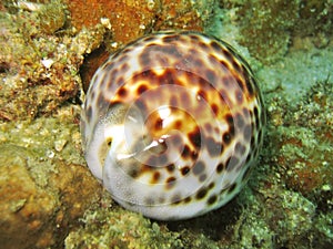 Cowry Shell