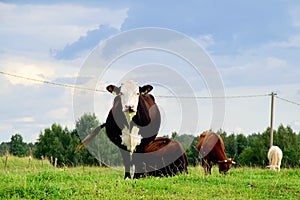 Cows