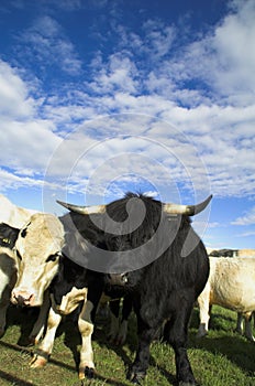 Cows